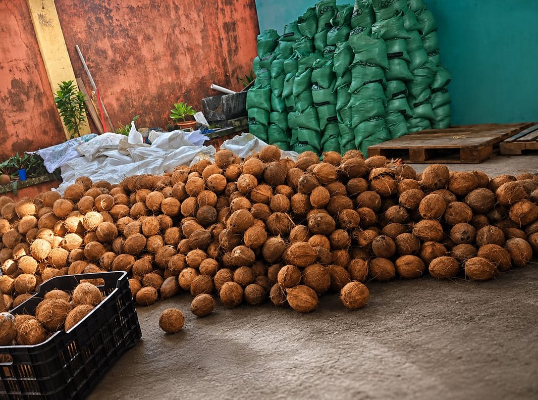 Coco Yala Panamá